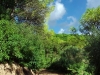 Waldgebiet Madeira