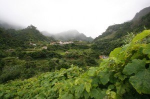 Madeira Weinanbau