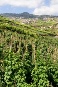 Madeira Weinfeld