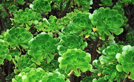 Aeonium Aeonium Madeira