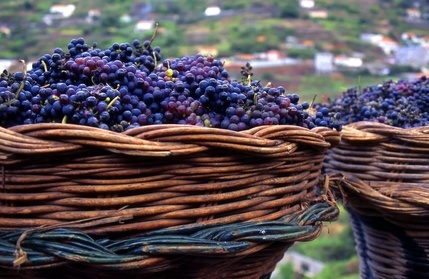 Weinanbau auf Madeira