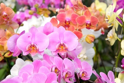 Orchideen