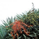 Drachenbaum Dracaena draco