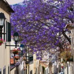 Es ist Frühling in Funchal auf Madeira