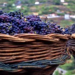 Weinanbau auf Madeira