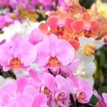 Orchideen